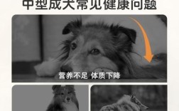 中型犬四个月吃多少狗粮合适？中型犬四个月狗粮推荐有哪些？