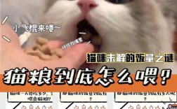 猫宝宝可以吃猫粮吗？正确的喂食方法是什么？