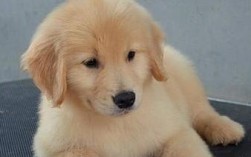 狗狗感冒后应该吃什么？如何正确喂食以帮助恢复健康？