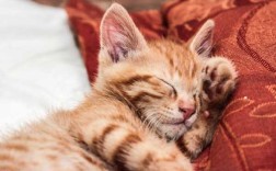 猫咪怎么认主人?吸引猫过来的声音，具体是什么情况？