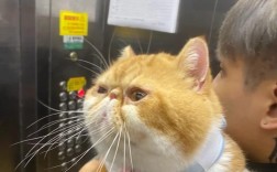 加菲猫吃什么牌子的猫粮好？有哪些好吃又便宜的选项？