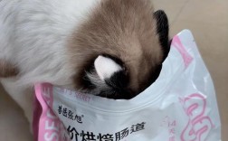 布偶小猫吃猫粮干呕怎么回事？是否需要更换猫粮？