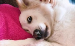 狗狗弓形虫疫苗真的有效吗？接种后需要注意什么？