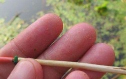鹅毛漂钓鱼技巧有哪些？如何提高鹅毛漂钓鱼的成功率？