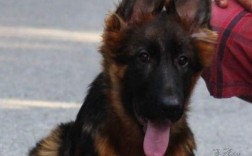 双江德牧幼犬售价是多少？