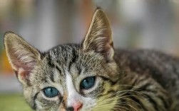 花猫是家畜还是宠物？有什么区别？