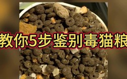 小猫食用腐烂猫粮的后果是什么？