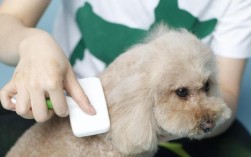 狗狗感冒了总找凉快地方怎么办？常见原因及应对措施是什么？