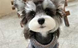雪纳瑞幼犬收购价格是多少？购买时应注意哪些事项？