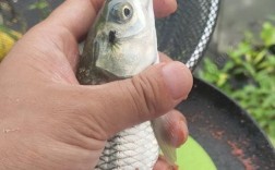 东江垂钓草鱼技巧有哪些？如何提高垂钓成功率？