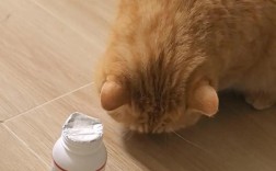 玉米可以作为猫粮的一部分吗？正确的喂食方法是什么？