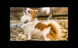 双鱼座偏好的宠物可卡犬特性