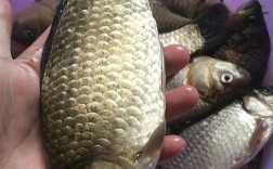 东江大桥野钓大板鲫技巧有哪些？如何提高钓获率？