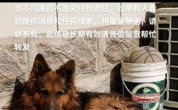 大理纯黑德牧价格多少钱一只？商家为什么卖猫粮便宜一点？