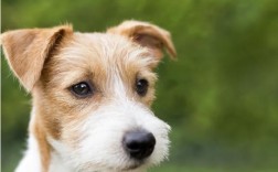 狗狗高血压严重怎么办？如何快速应对和治疗？
