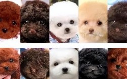 贵宾犬刚出生时是什么样子？如何照顾新生贵宾犬？