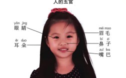 五官是指哪几个部位