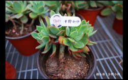 双子座适合饲养的宠物蜜袋鼯类型